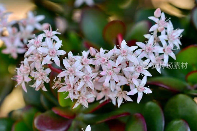 桂花/玉石植物/银杏花